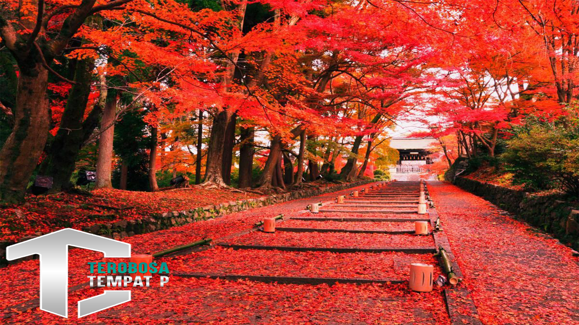 Jepang Musim Gugur: Pesona Daun Merah