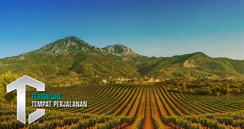 Mencicipi Anggur Terbaik di Perkebunan Albania